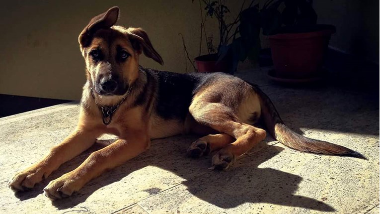 Maja je štene ostavljeno u Slavoniji. Pomozimo joj pronaći dom